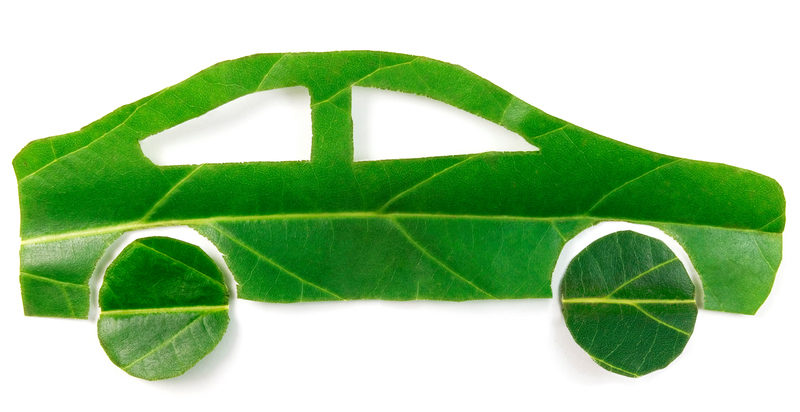 Isolated auto leaf on a white background.