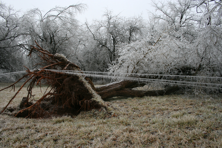 Aftermath of an ice storm. uprooted and fallen tree pulling a fence with its roots. ice covering everything.