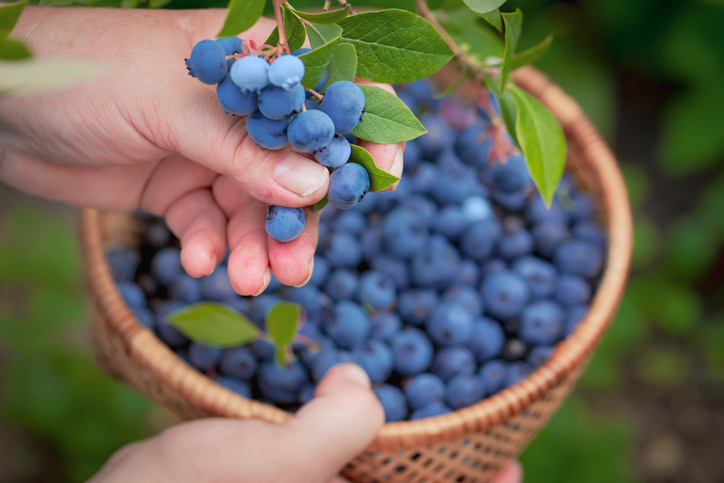 Woman at a u-pick berry farm in Arkansas with a basket of blueberries.
