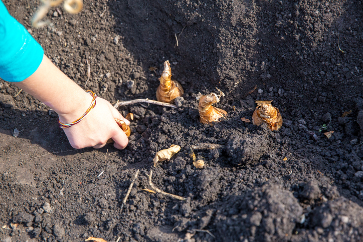 Close-up of a child's hand as she plants flower bulbs in the soil. The girl is wearing a turquoise shirt, and several flower bulbs are visible in this image.